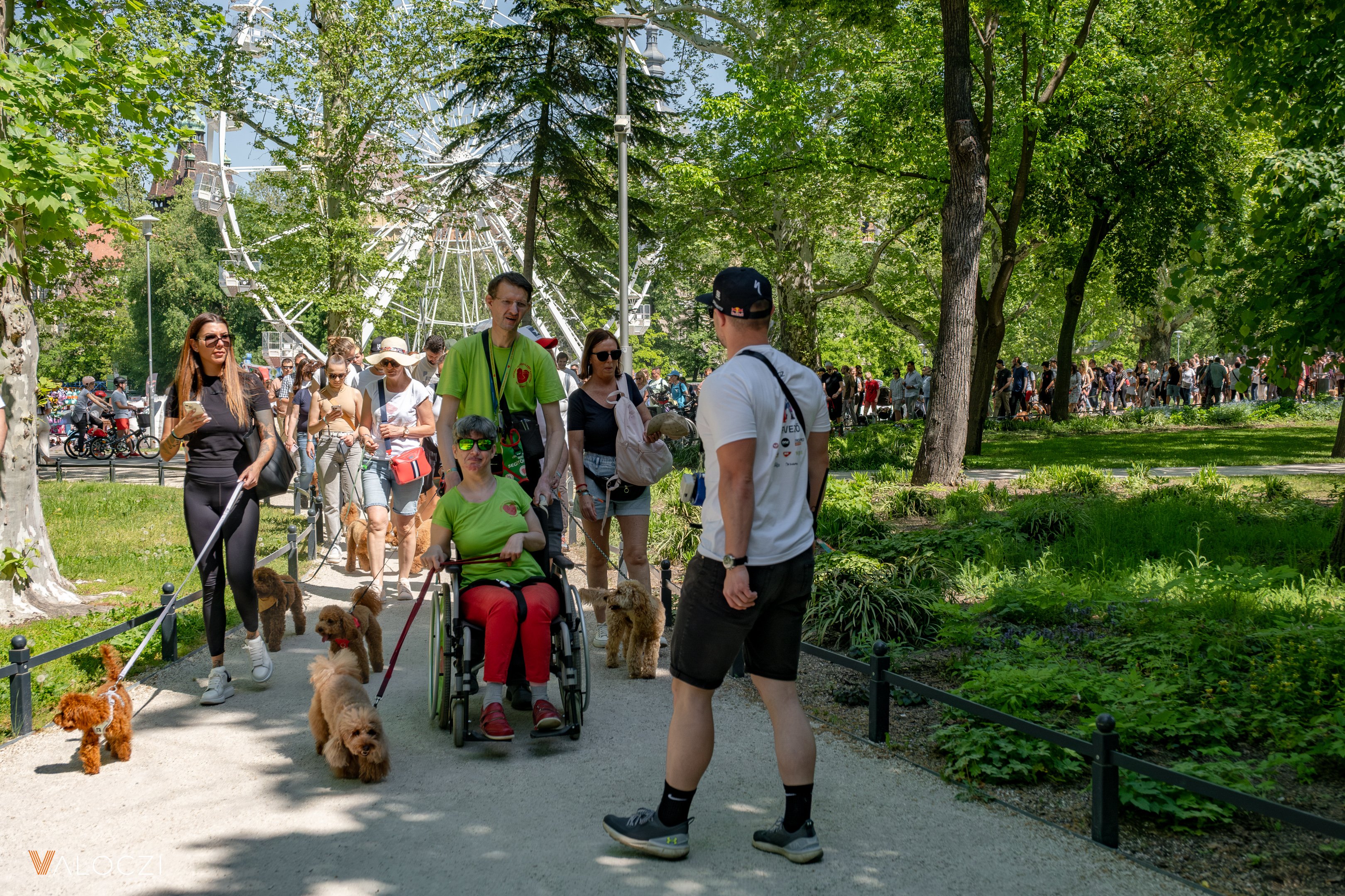 Uszkárfalkaséta a DOGZ Fesztivál 2025-ön