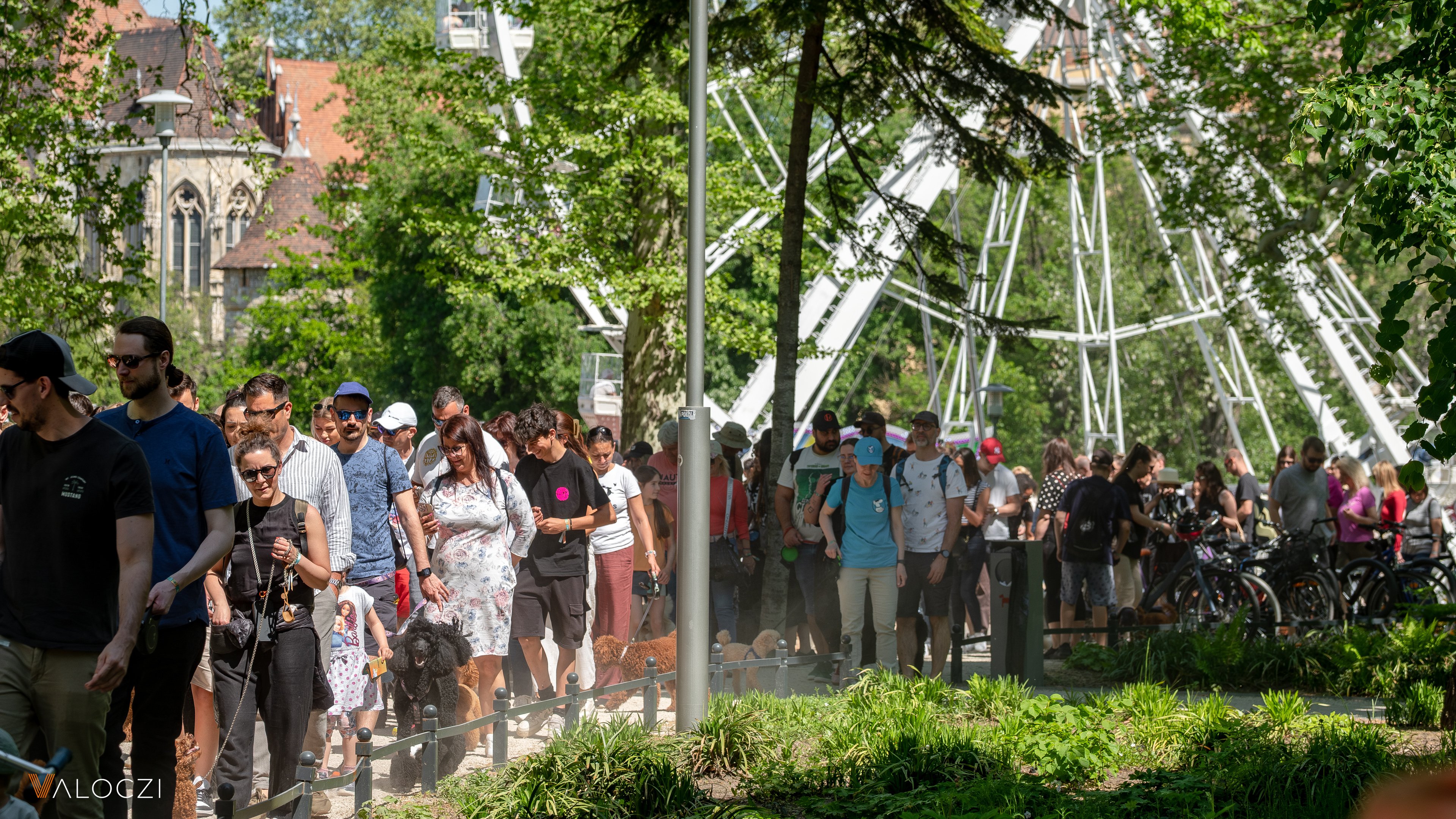 Uszkárfalkaséta a DOGZ Fesztivál 2025-ön