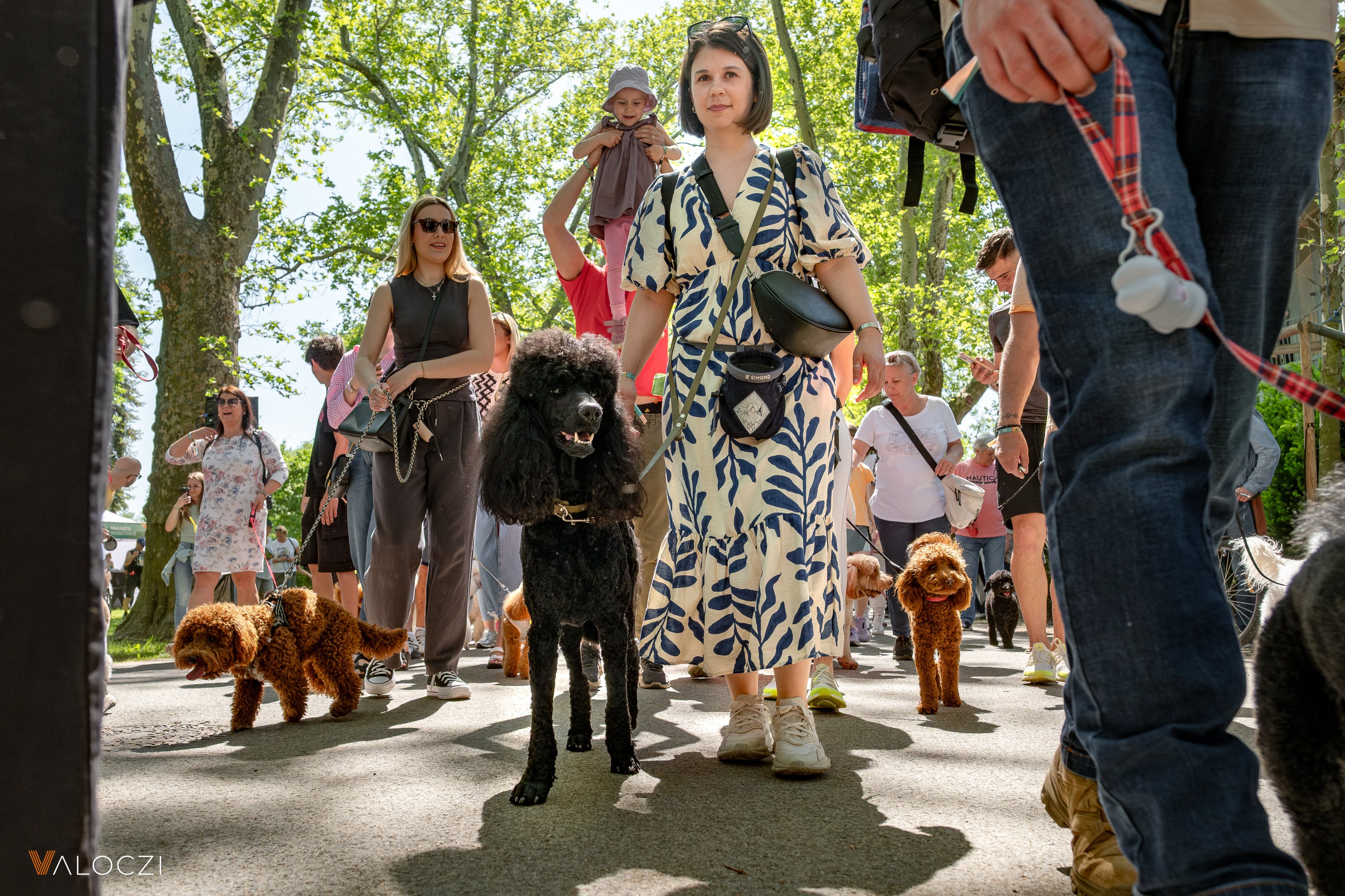 Uszkár falkaséta a DOGZ Fesztivál 2025-ön