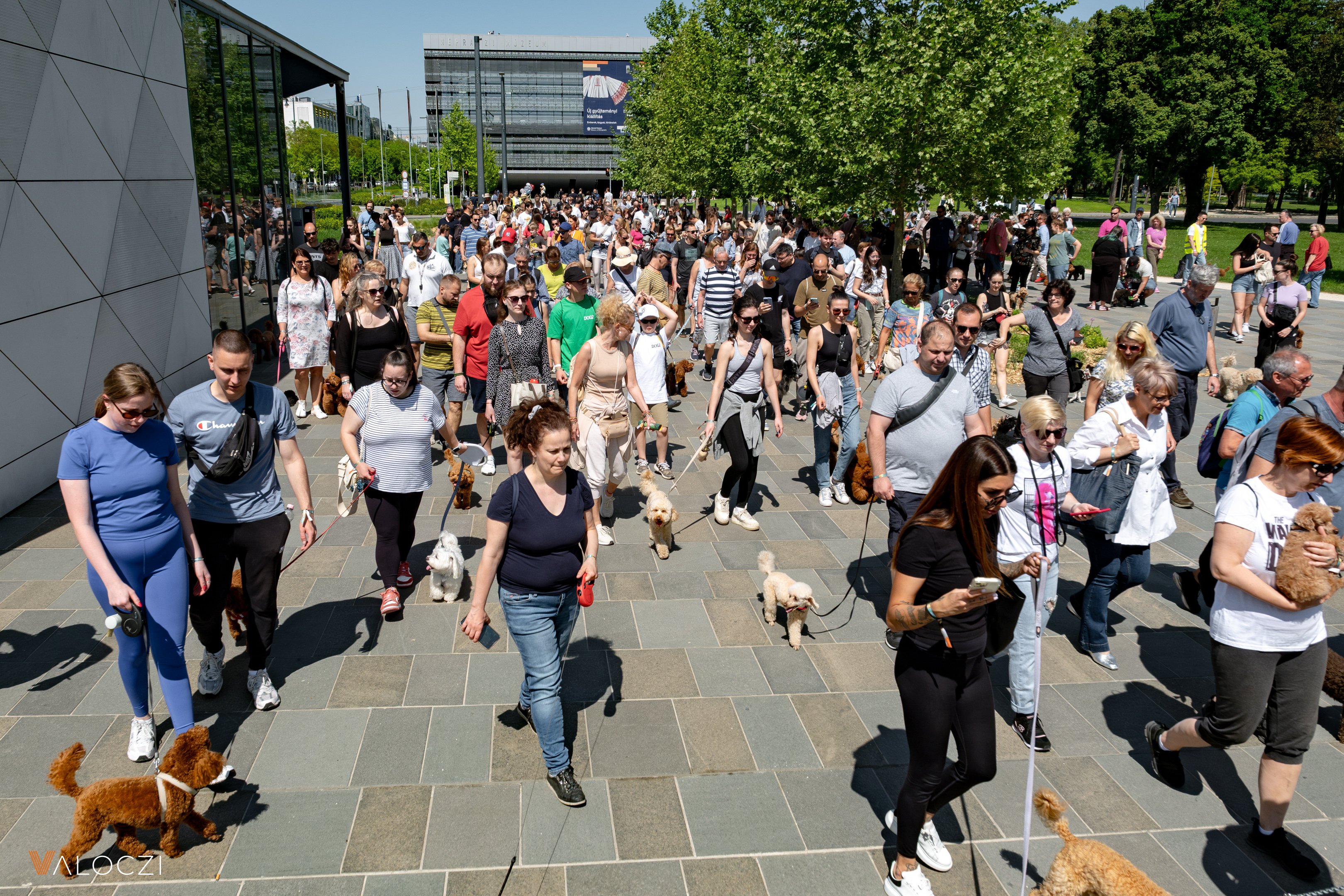 Uszkárfalkaséta a DOGZ Fesztivál 2025-ön