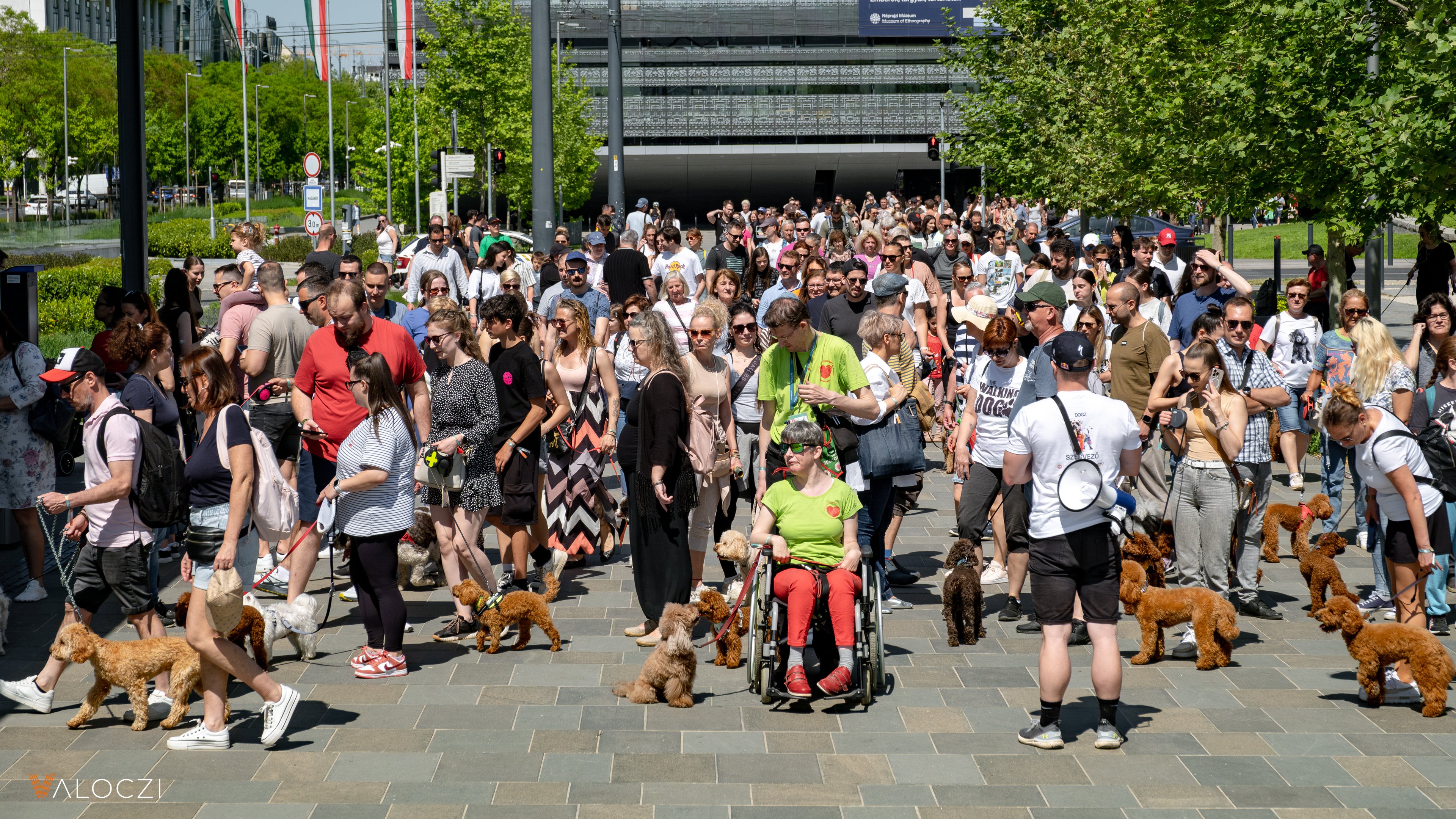 Uszkárfalkaséta a DOGZ Fesztivál 2025-ön