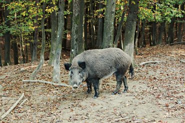 vaddisznó az erdőben