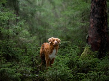 vadkacsavadász retriever egy erdő közepén