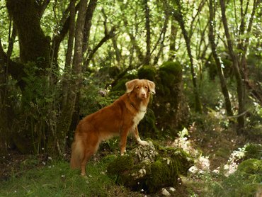 vadkacsavadász retriever erdőben