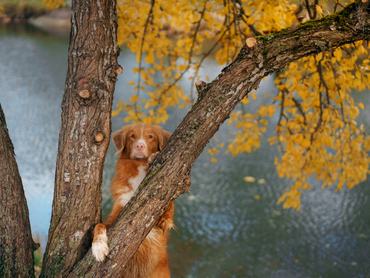 vadkacsavadász retriever őszi erdőben