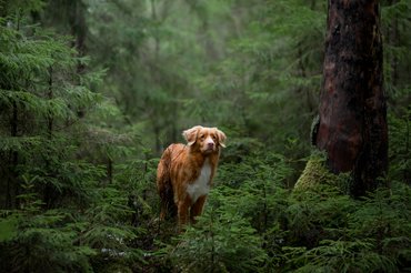 vadkacsavadász retriever egy erdő közepén