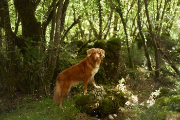 vadkacsavadász retriever erdőben