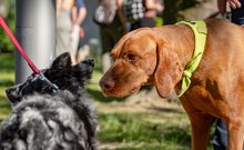 Vizsla és mudi ismerkednek a DOGZ Fesztivál 2025 magyar kutyafajták falkasétáján