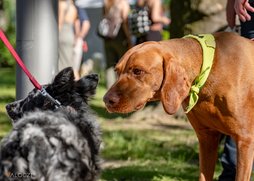 Vizsla és mudi ismerkednek a DOGZ Fesztivál 2025 magyar kutyafajták falkasétáján