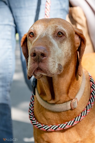 Vizsla a DOGZ Fesztivál 2025 magyar kutyafajták falkasétáján