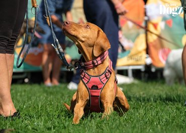 vizsla gazdáját figyeli