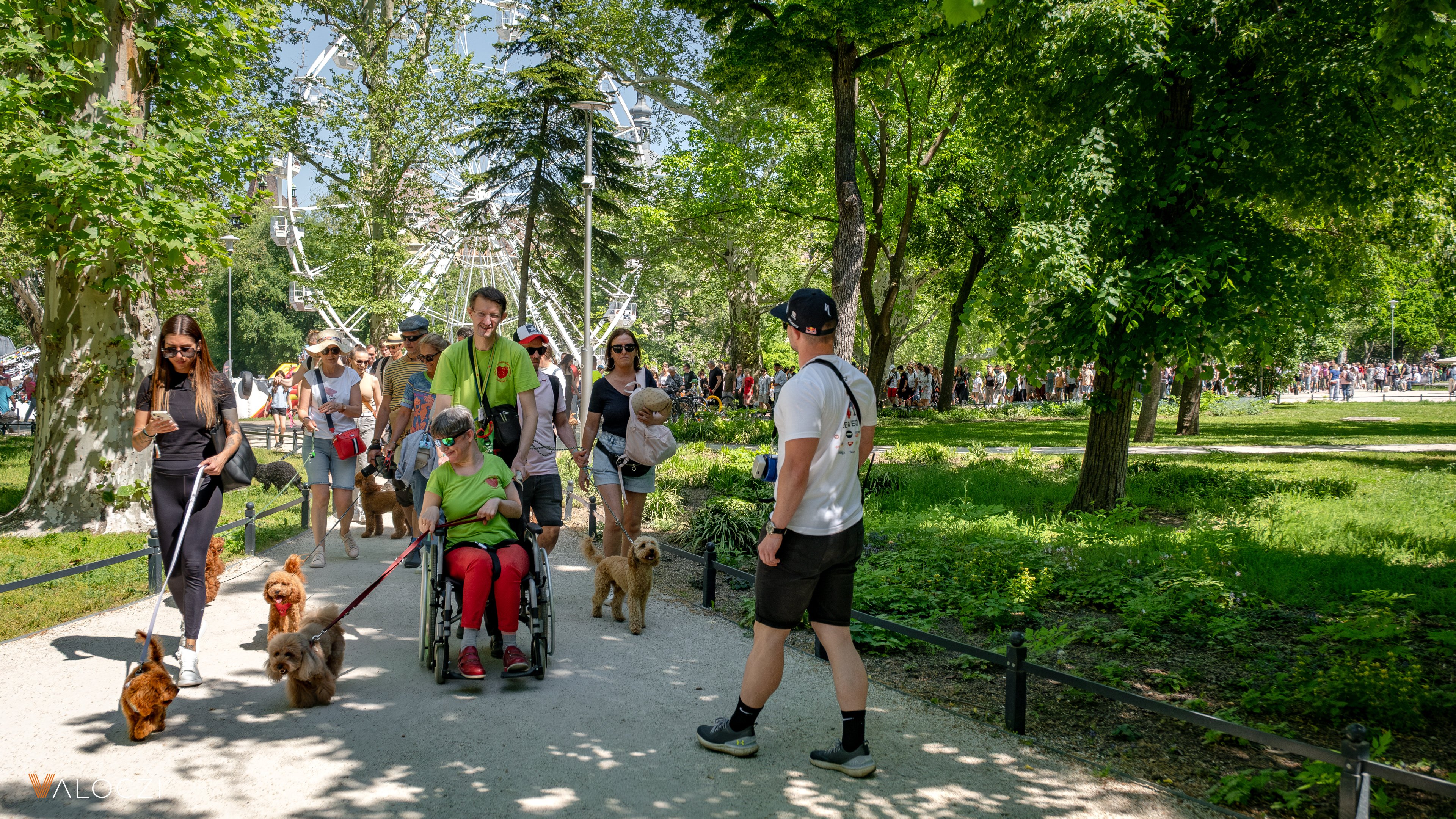 Uszkárfalkaséta a DOGZ Fesztivál 2025-ön