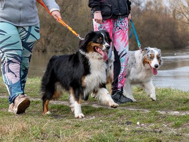 Australian Shepherds