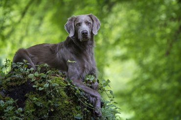 weimari vizsla