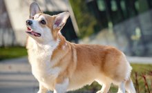 wels corgi pembroke