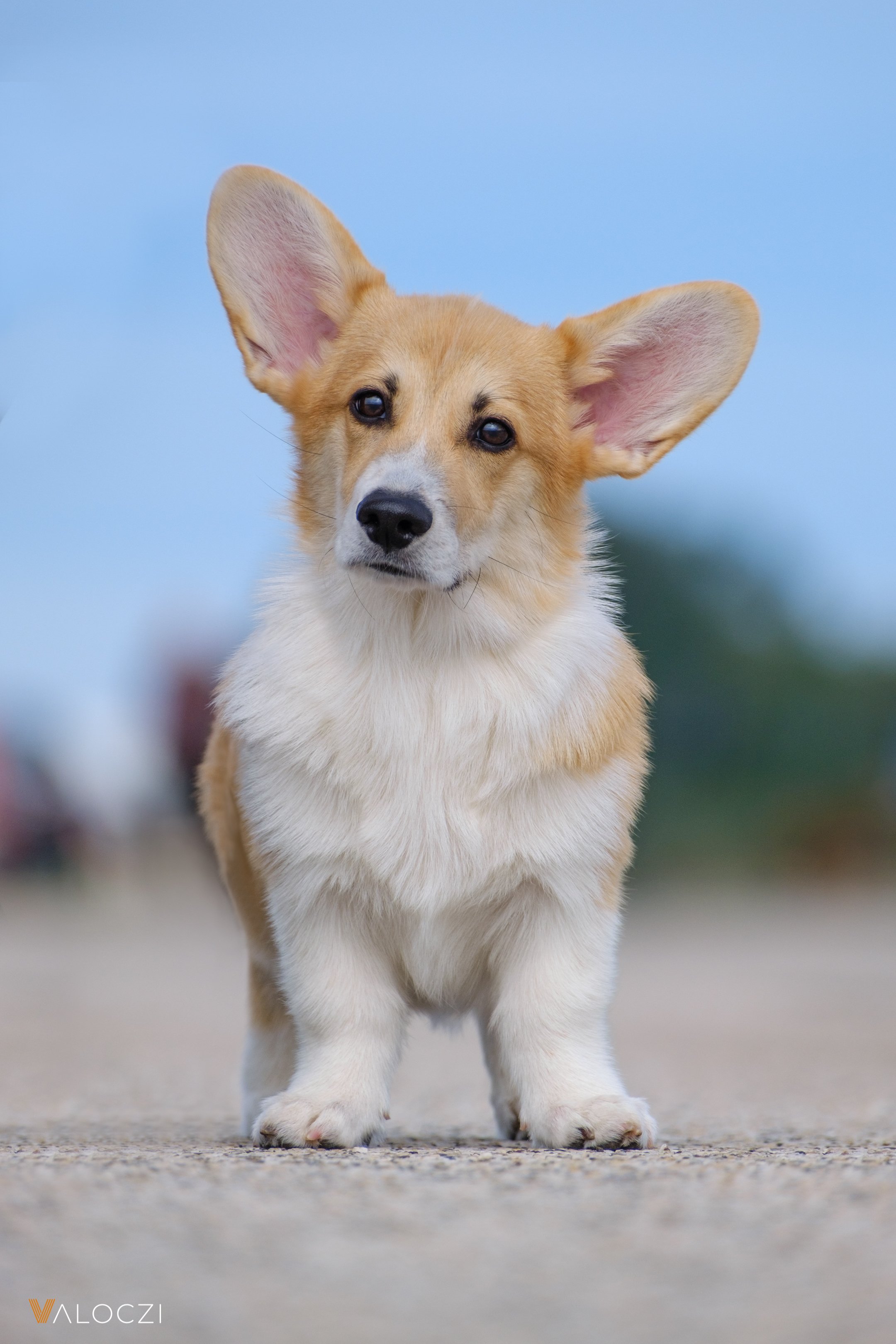 welsh corgi pembroke
