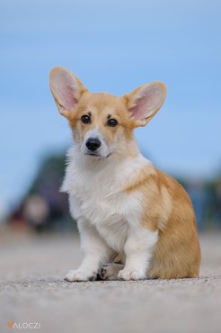 welsh corgi pembroke ül