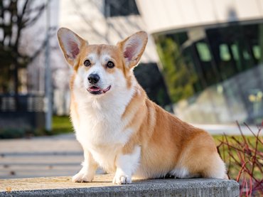 welsh corgi pembroke ülő helyzetben