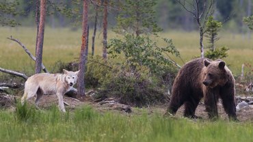 A wolf and a bear
