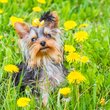 Yorkshire terrier pitypangok között