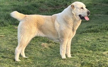 közép-ázsiai juhászkutya