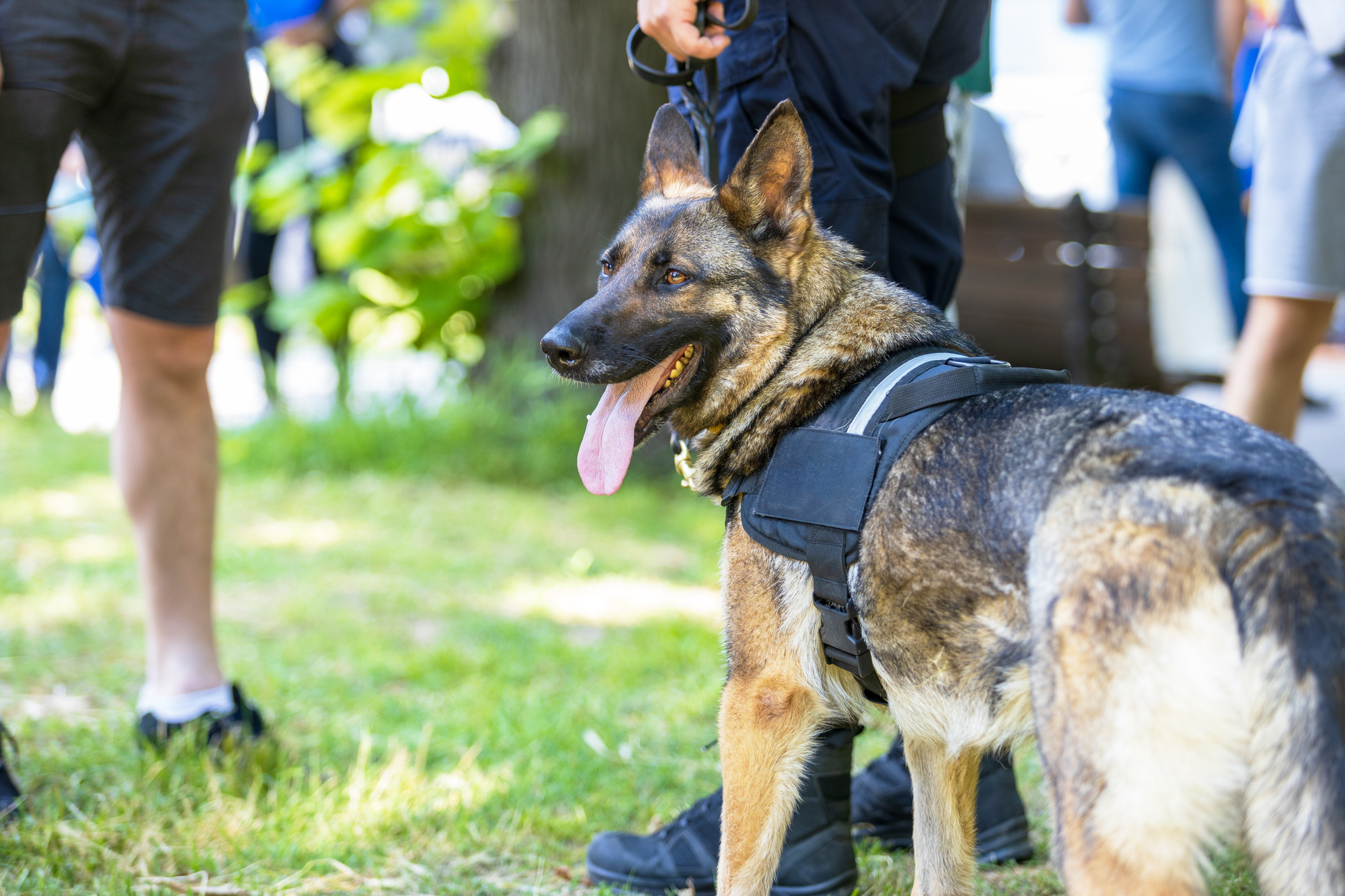 National Police Association Backs LEASH Act to Track Animal Abusers